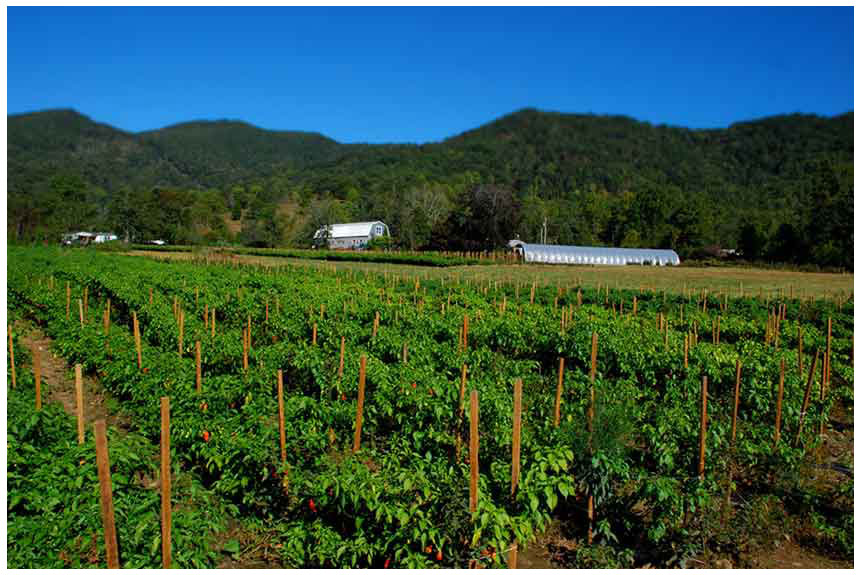 Smoking J's Farm